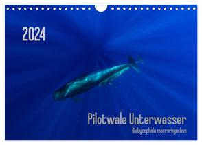 Pilotwale Unterwasser – Globicephala macrorhynchus (Wandkalender 2024 DIN A4 quer), CALVENDO Monatskalender von Weber-Gebert,  Claudia