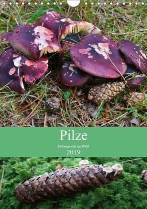Pilze – Farbenpracht im Wald (Wandkalender 2019 DIN A4 hoch) von Barden,  Almut