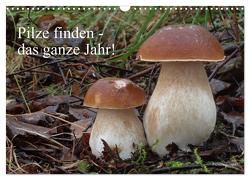 Pilze finden – das ganze Jahr! (Wandkalender 2024 DIN A3 quer), CALVENDO Monatskalender von Bindig,  Rudolf