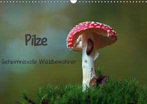 Pilze-Geheimnisvolle Waldbewohner (Wandkalender 2019 DIN A3 quer) von Klapp,  Lutz