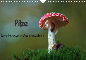 Pilze-Geheimnisvolle Waldbewohner (Wandkalender 2020 DIN A4 quer) von Klapp,  Lutz