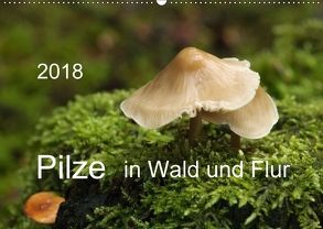 Pilze in Wald und Flur (Wandkalender 2018 DIN A2 quer) von Pompsch,  Heinz