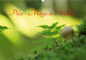 Pilze – Magie des Waldes (Wandkalender 2021 DIN A2 quer) von Klapp,  Lutz