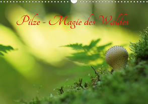 Pilze – Magie des Waldes (Wandkalender 2021 DIN A3 quer) von Klapp,  Lutz