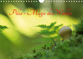 Pilze – Magie des Waldes (Wandkalender 2021 DIN A4 quer) von Klapp,  Lutz