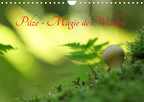 Pilze – Magie des Waldes (Wandkalender 2022 DIN A4 quer) von Klapp,  Lutz