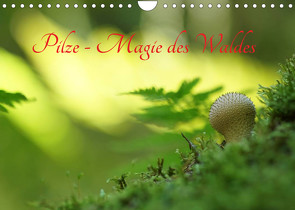 Pilze – Magie des Waldes (Wandkalender 2023 DIN A4 quer) von Klapp,  Lutz