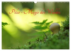 Pilze – Magie des Waldes (Wandkalender 2024 DIN A3 quer), CALVENDO Monatskalender von Klapp,  Lutz