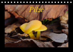 Pilze (Tischkalender 2023 DIN A5 quer) von Everaars,  Jeroen