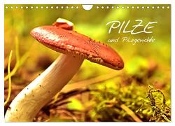 Pilze und Pilzgerichte (Wandkalender 2024 DIN A4 quer), CALVENDO Monatskalender von Stanzer,  Elisabeth
