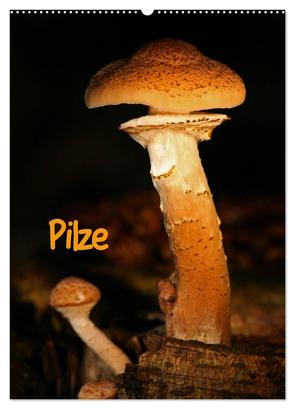 Pilze (Wandkalender 2024 DIN A2 hoch), CALVENDO Monatskalender von Berg,  Martina