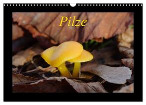 Pilze (Wandkalender 2024 DIN A3 quer), CALVENDO Monatskalender von Everaars,  Jeroen