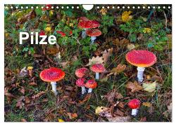 Pilze (Wandkalender 2024 DIN A4 quer), CALVENDO Monatskalender von / Bäsemann / Diehl / Helwig / Pum / Schulz,  McPHOTO