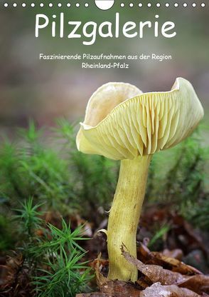 Pilzgalerie – Faszinierende Pilzaufnahmen aus der Region Rheinland-Pfalz (Wandkalender 2019 DIN A4 hoch) von Wurster,  Beate