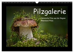 Pilzgalerie – Heimische Pilze aus der Region Rheinland-Pfalz (Wandkalender 2024 DIN A3 quer), CALVENDO Monatskalender von Wurster,  Beate