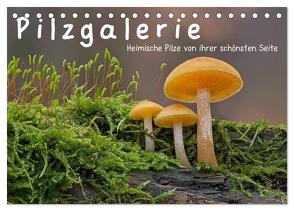 Pilzgalerie – Heimische Pilze von ihrer schönsten Seite (Tischkalender 2024 DIN A5 quer), CALVENDO Monatskalender von Wurster,  Beate