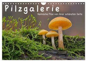 Pilzgalerie – Heimische Pilze von ihrer schönsten Seite (Wandkalender 2024 DIN A4 quer), CALVENDO Monatskalender von Wurster,  Beate