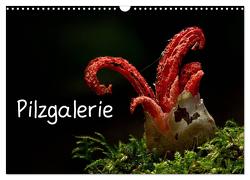 Pilzgalerie (Wandkalender 2024 DIN A3 quer), CALVENDO Monatskalender von Wurster,  Beate