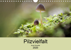 Pilzvielfalt (Wandkalender 2020 DIN A4 quer) von Reim,  Katharina