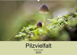 Pilzvielfalt (Wandkalender 2023 DIN A2 quer) von Reim,  Katharina