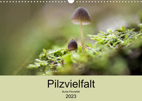 Pilzvielfalt (Wandkalender 2023 DIN A3 quer) von Reim,  Katharina