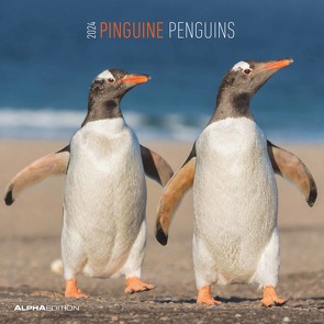 Pinguine 2024 – Broschürenkalender 30×30 cm (30×60 geöffnet) – Kalender mit Platz für Notizen – Penguins – Bildkalender – Wandplaner – Wandkalender