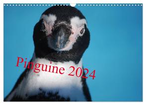 Pinguine 2024 (Wandkalender 2024 DIN A3 quer), CALVENDO Monatskalender von Groos,  Ilka