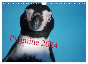 Pinguine 2024 (Wandkalender 2024 DIN A4 quer), CALVENDO Monatskalender von Groos,  Ilka