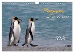 Pinguine aus aller Welt (Wandkalender 2024 DIN A4 quer), CALVENDO Monatskalender von Schlögl,  Brigitte