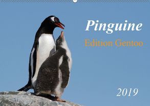 Pinguine – Edition Gentoo (Wandkalender 2019 DIN A2 quer) von Schlögl,  Brigitte