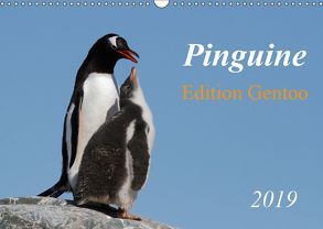 Pinguine – Edition Gentoo (Wandkalender 2019 DIN A3 quer) von Schlögl,  Brigitte