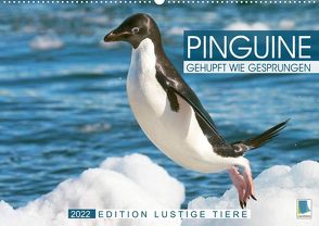 Pinguine: Gehupft wie gesprungen – Edition lustige Tiere (Wandkalender 2022 DIN A2 quer) von CALVENDO