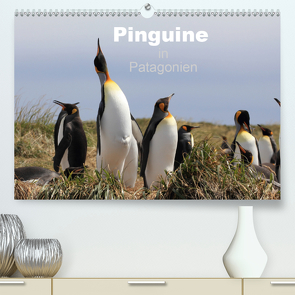 Pinguine in Patagonien (Premium, hochwertiger DIN A2 Wandkalender 2021, Kunstdruck in Hochglanz) von Göb,  Clemens, Köhler,  Ute