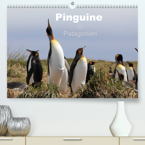 Pinguine in Patagonien (Premium, hochwertiger DIN A2 Wandkalender 2023, Kunstdruck in Hochglanz) von Göb,  Clemens, Köhler,  Ute