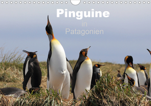 Pinguine in Patagonien (Wandkalender 2021 DIN A4 quer) von Göb,  Clemens, Köhler,  Ute