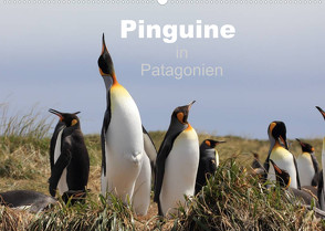 Pinguine in Patagonien (Wandkalender 2022 DIN A2 quer) von Göb,  Clemens, Köhler,  Ute