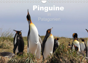 Pinguine in Patagonien (Wandkalender 2023 DIN A4 quer) von Göb,  Clemens, Köhler,  Ute