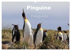Pinguine in Patagonien (Wandkalender 2024 DIN A2 quer), CALVENDO Monatskalender von Köhler,  Clemens Göb,  Ute