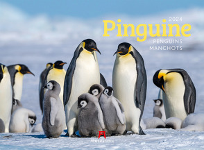 Pinguine Kalender 2024