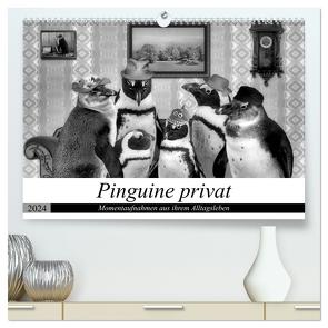 Pinguine privat (hochwertiger Premium Wandkalender 2024 DIN A2 quer), Kunstdruck in Hochglanz von glandarius,  Garrulus