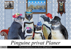 Pinguine privat Planer (Tischkalender 2023 DIN A5 quer) von glandarius,  Garrulus