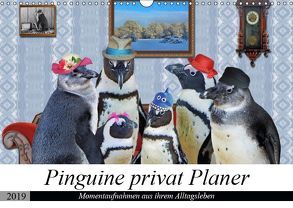 Pinguine privat Planer (Wandkalender 2019 DIN A3 quer) von glandarius,  Garrulus