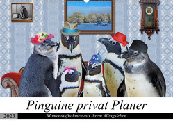 Pinguine privat Planer (Wandkalender 2023 DIN A2 quer) von glandarius,  Garrulus