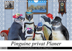 Pinguine privat Planer (Wandkalender 2023 DIN A4 quer) von glandarius,  Garrulus