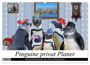 Pinguine privat Planer (Wandkalender 2024 DIN A2 quer), CALVENDO Monatskalender von glandarius,  Garrulus