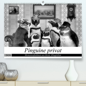 Pinguine privat (Premium, hochwertiger DIN A2 Wandkalender 2020, Kunstdruck in Hochglanz) von glandarius,  Garrulus