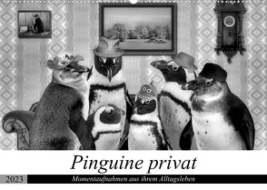 Pinguine privat (Wandkalender 2023 DIN A2 quer) von glandarius,  Garrulus