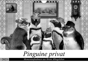 Pinguine privat (Wandkalender 2023 DIN A4 quer) von glandarius,  Garrulus