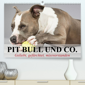 Pit Bull und Co. – Geliebt, gefürchtet, missverstanden (Premium, hochwertiger DIN A2 Wandkalender 2023, Kunstdruck in Hochglanz) von Stanzer,  Elisabeth