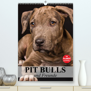 Pit Bulls und Freunde (Premium, hochwertiger DIN A2 Wandkalender 2023, Kunstdruck in Hochglanz) von Stanzer,  Elisabeth